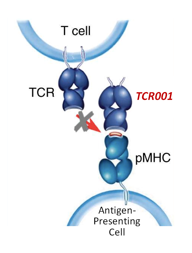 T Cell Receptor blocking mechanism